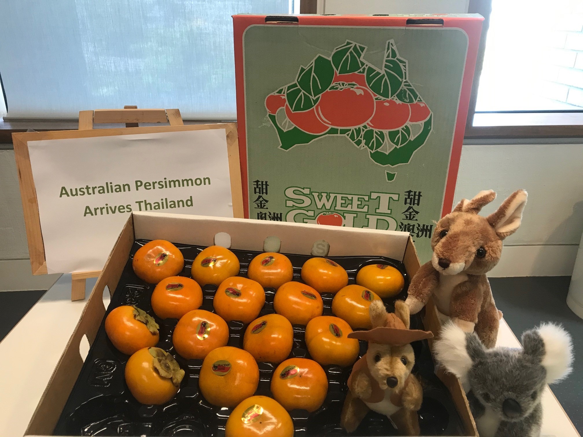 Australian Persimmons to Thailand under new protocol